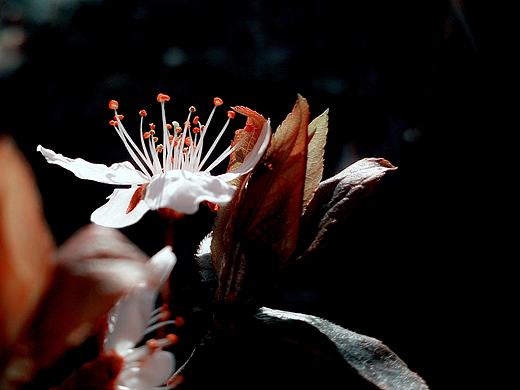 花季