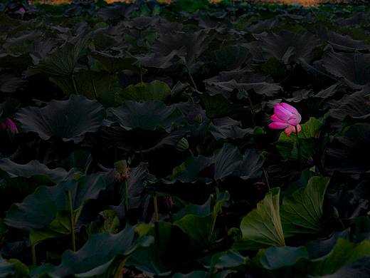 映日荷花（個人主頁-ZMjk5ODMwNzI=） - 風光攝影 - 站酷設計師般若6923原創(chuàng)素材 - 站酷ZCOOL