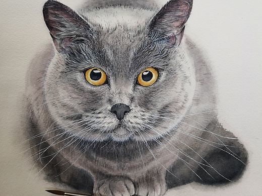 蓝猫