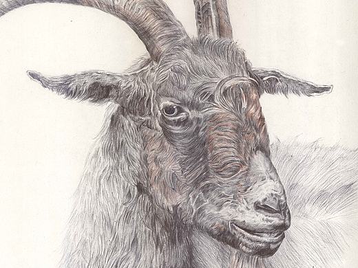 羊（个人主页-ZMTkzMjM0NDQ=） - 绘画 - 站酷设计师陈贤槿原创素材 - 站酷ZCOOL