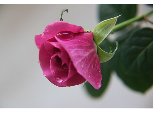 送你一朵小红花（个人主页-ZNjM4Mzc1OTI=） - 人文/纪实摄影 - 站酷设计师舟余原创素材 - 站酷ZCOOL