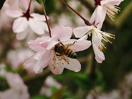 蜜蜂