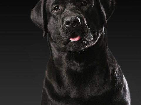 佰芙明星犬活动图