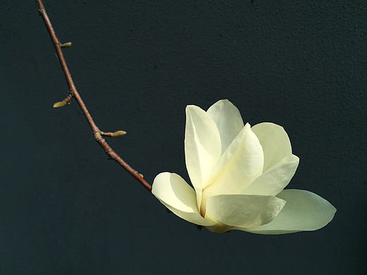 春