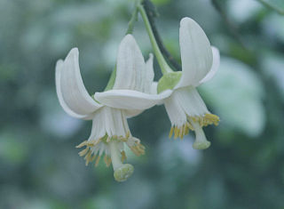 柚子花