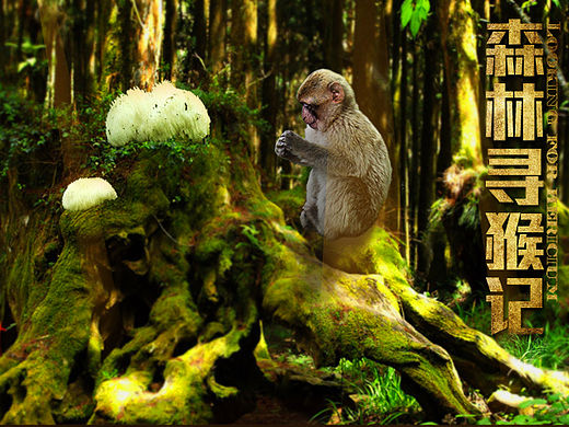 食品详情页 美味猴头菇 猴头菇详情页猴头菇海报 野生菌详情页 特产详情页干货 爆款详情页（个人主页-ZMTU5OTE2NDA=） - 其他平面 - 站酷设计师剑血封喉原创素材 - 站酷ZCOOL