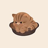 SNOWPIG白雪公猪的头像
