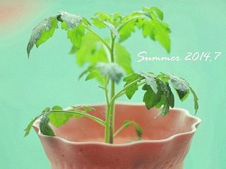 2个月的种子发芽之后······（个人主页-ZNDkzOTA3Ng==） - 风光摄影 - 站酷设计师素视觉原创素材 - 站酷ZCOOL