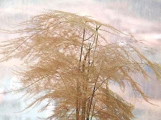 豆丁視覺設計 攝影靜物植物（個人主頁-ZNzMwMDc3Mg==） - 產品攝影 - 站酷設計師豆丁視覺設計原創(chuàng)素材 - 站酷ZCOOL