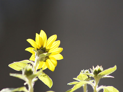 向日葵:sunflower:（个人主页-ZMjQ2Mzc4MTY=） - 产品摄影 - 站酷设计师journey19940原创素材 - 站酷ZCOOL