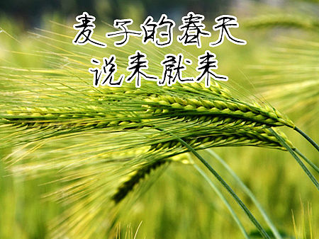 麦子的春天说来就来