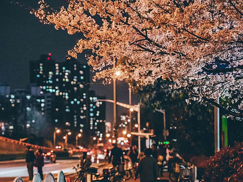 夜晚的樱花（个人主页-ZMzQ3NjU4MDA=） - 风光摄影 - 站酷设计师是阿昭啊原创素材 - 站酷ZCOOL