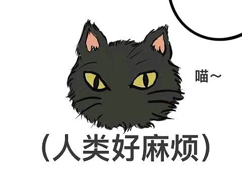 有时候也不知道是人类在陪猫猫玩还是猫在陪人类玩