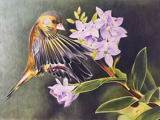 鳥（個(gè)人主頁-ZMTM1NTU4MDQ=） - 繪畫 - 站酷設(shè)計(jì)師應(yīng)先生原創(chuàng)素材 - 站酷ZCOOL