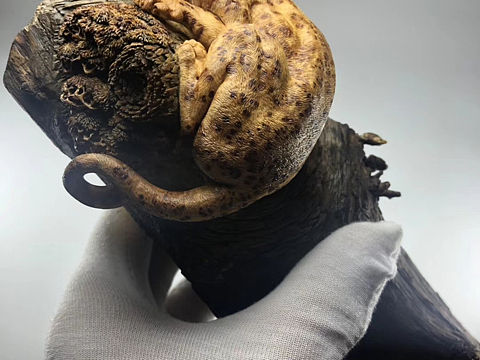 崖柏榴雕刻豹子