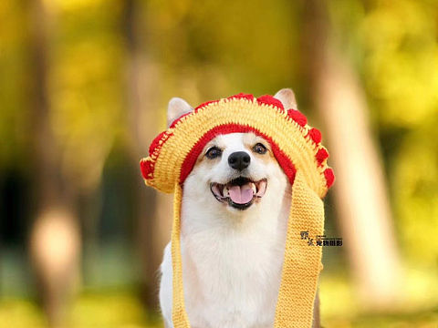 秋景（个人主页-ZNDk1MDc0ODg=） - 其他摄影 - 站酷设计师宠物摄影师甄妮原创素材 - 站酷ZCOOL