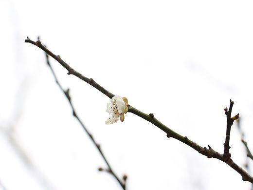 梅（个人主页-ZMTQ2MzU4NTY=） - 风光摄影 - 站酷设计师woKatKat原创素材 - 站酷ZCOOL