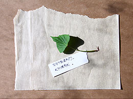 螞蟻和大象