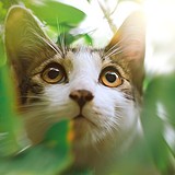 botekim的头像