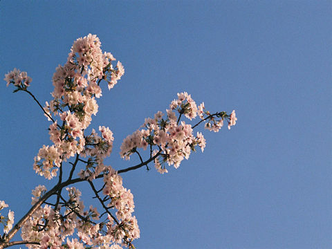 春（个人主页-ZNTY2MTE5MjQ=） - 风光摄影 - 站酷设计师M胡瑾原创素材 - 站酷ZCOOL