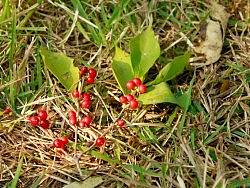 北京植物园随拍小片