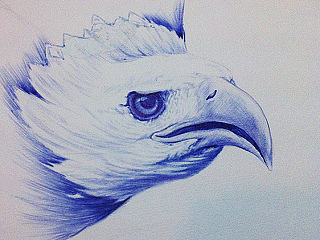 白头鹰（个人主页-ZNjg3MjMxMg==） - 创作习作 - 站酷设计师这位鹿先生原创素材 - 站酷ZCOOL