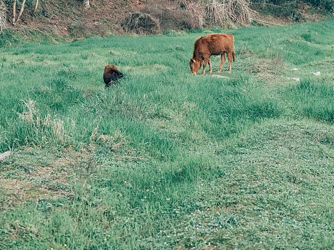 藏在手机里的春天