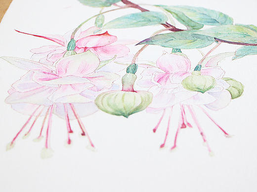 吊灯海棠 花语-热烈的心（个人主页-ZMjA5MTUzNjg=） - 绘画 - 站酷设计师Ally010原创素材 - 站酷ZCOOL