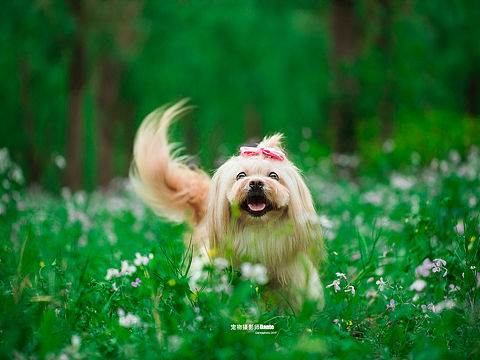 非纯种犬