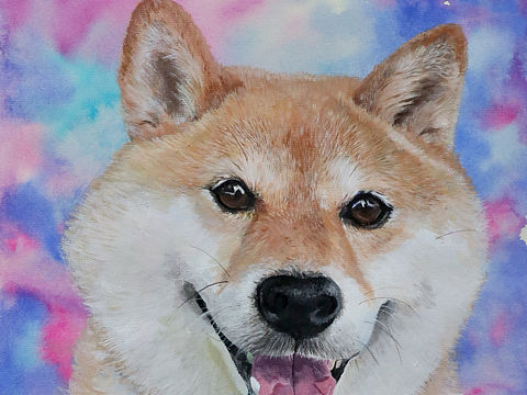 阿柴