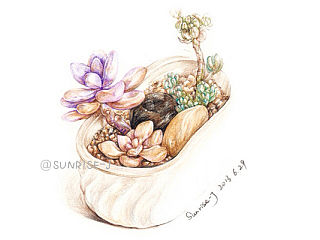 【@SUNRISE-J】绘多肉 --多肉植物彩铅作品