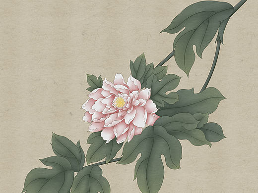 好像是牡丹