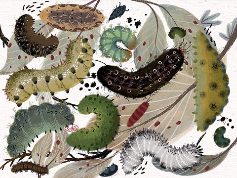 昆虫指南手册