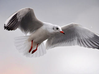 鷗（個人主頁-ZNTEzNzExMg==） - 寵物攝影 - 站酷設(shè)計師又一個翔子原創(chuàng)素材 - 站酷ZCOOL