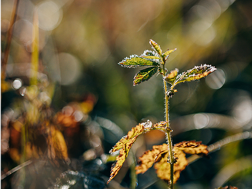 【摄影图分享】 | 小雪节气植物素材
