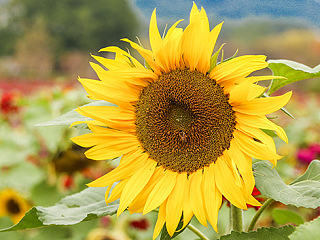 游走福建农林大学