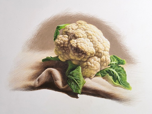 彩铅花菜