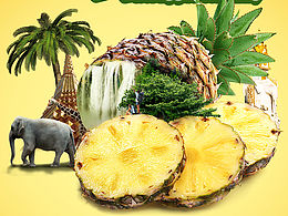 西雙版納熱帶水果旅游DM宣傳單