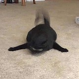 凉枝的头像