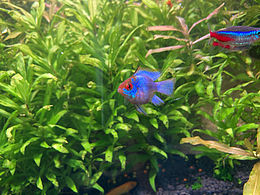 这个水草缸，就像我的人生一样荒乱