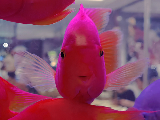 可愛動物瞬間定格多巴胺（個人主頁-ZNjY2MjI3NDg=） - 寵物攝影 - 站酷設計師愛邦邦魚兒原創(chuàng)素材 - 站酷ZCOOL