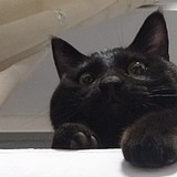 一只黑猫啦的头像