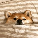 做不出来怎么办的头像