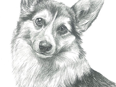 十二生肖（个人主页-ZNDY0NDA2MjA=） - 商业插画 - 站酷设计师搜酷咖豆原创素材 - 站酷ZCOOL