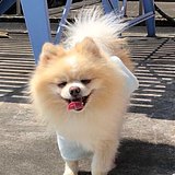 蛋黄的蛋白的头像