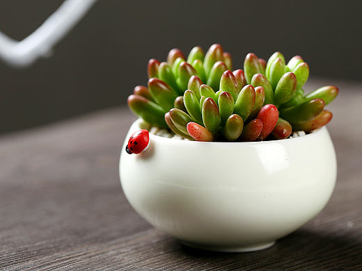 多肉植物 绿植 盆栽 虹之玉