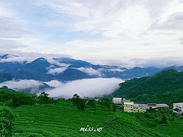 茶山