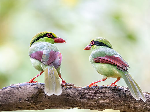 鸟中西施·印支绿鹊