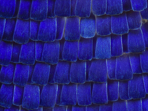 一组超微蝴蝶翅膀鳞片