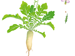 植物系列科普配圖